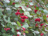 redberries