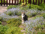 Tigger the cat