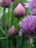 Chive flowers
