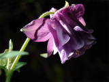 Aquilegia