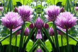 Chive flowers