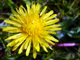 Dandelion