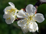 Plum blossom