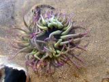 Snakelocks anemone