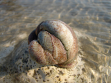 Slipper limpets