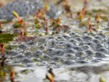 Frog spawn