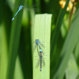 Damselfly