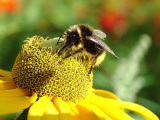 Bumblebee