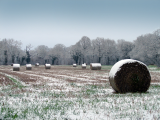 Straw bales