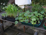 Sweetcorn in Root Trainer