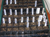 Root trainer 