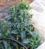Sprouting Cavolo Nero