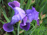 Iris