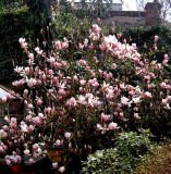 Magnolia