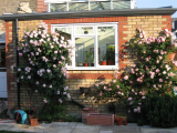 Pity they only flower once