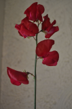 sweetpea cupani