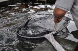 3.5ft sturgeon