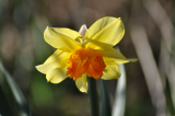 daffodil