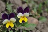 violet