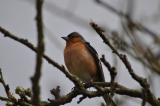 chaffinch