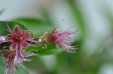 nectarine flower