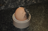 first egg!