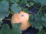 Atlantic Giant - 12/9/08