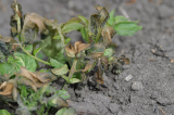 frost damage on potato
