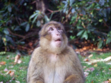 barbary macaque