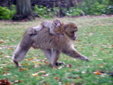 barbary macaque