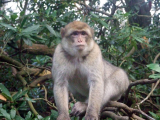 barbary macaque