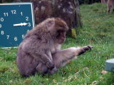 barbary macaque