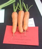 Show 2009 - Carrots