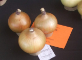 Show 2009 - Onions