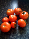 Greenhouse Tomato