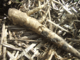 Offending weed - root