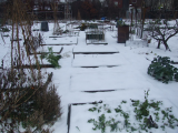 Snow at the plot Dec 24th 2009