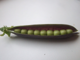 Purple Podded Pea