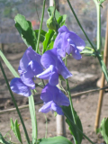 sweet peas