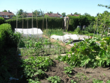 spuds, rhubarb, peas etc