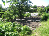an overview - sweetcorn, toms, pear tree