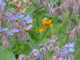 beautiful borage