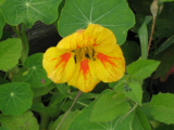 casting nasturtiums