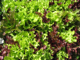lovely lettuce