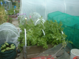 end june plot