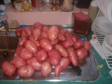 spud harvest