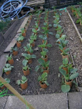 Sprouts