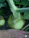 Centurion onions