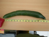 Cucumber
