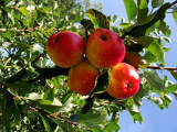 Katy Apple